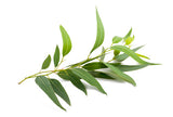 Eucalyptus Globulus 80/85 EO - Islas Aromatics