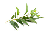 Eucalyptus Radiata EO - Islas Aromatics