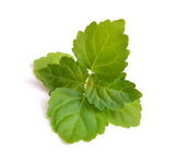 Patchouli (Light) EO - Islas Aromatics