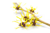 Witch Hazel Distillate (Alcohol Free) - Islas Aromatics