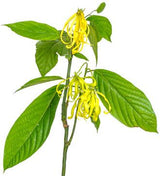 Ylang Ylang (Nature Identical) EO - Islas Aromatics