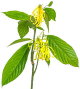 Ylang Ylang EO (Madagascar) - Islas Aromatics