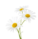 Chamomile Roman EO - Islas Aromatics