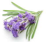 Lavender (Bulgarian) EO - Islas Aromatics