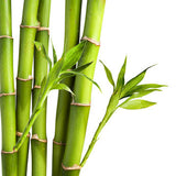 Fresh Bamboo FO - Islas Aromatics