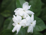 Sampaguita (Nat Blend) EO - Islas Aromatics