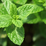 Spearmint (India)