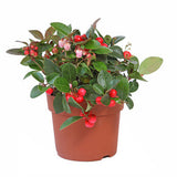 Wintergreen EO - Islas Aromatics