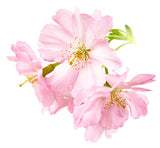 Japanese Cherry Blossom FO - Islas Aromatics