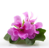 Geranium (Egypt) EO - Islas Aromatics