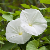 Moonflower FO - Islas Aromatics