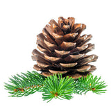 Pine Scotch (Hungary) EO - Islas Aromatics