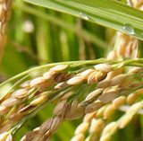 Ricebran Carrier Oil - Islas Aromatics