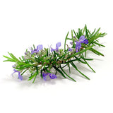 Rosemary (Spain) EO - Islas Aromatics