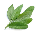 Sage Dalmatian (Hungary) EO - Islas Aromatics