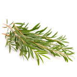 Tea Tree (Australia) EO - Islas Aromatics