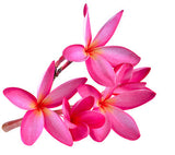 Plumeria FO