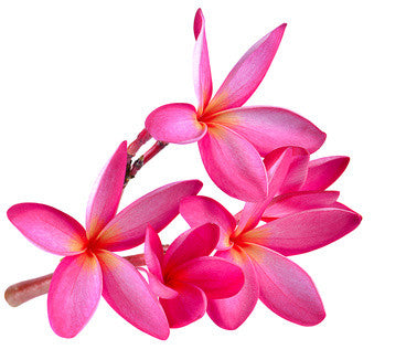 Plumeria FO