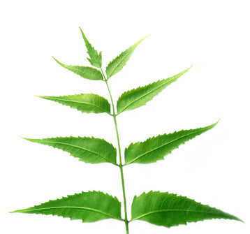 Neem Carrier Oil