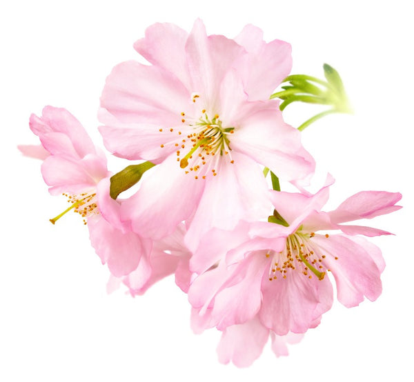 Japanese Cherry Blossom FO - Islas Aromatics